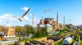 Seagulls and Hagia Sophia