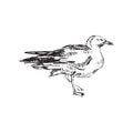 Seagulls Hand Drawing Royalty Free Stock Photo
