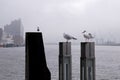 Seagulls in the harbor. Hamburg, Germany
