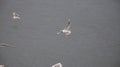 Seagulls have been feeding at the salt fields