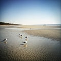 Seagulls On Hilton Head Island Beach
