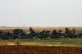 Seagulls hovering above a field