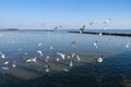 Seagulls hunt for small fish at the Seashore. Royalty Free Stock Photo