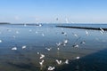 Seagulls hunt for small fish at the Seashore. Royalty Free Stock Photo