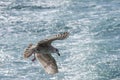 Seagulls hunting fish in Hamana Lake in Shizuoka prefecture of Japan Royalty Free Stock Photo