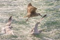 Seagulls hunting fish in Hamana Lake in Shizuoka prefecture of Japan Royalty Free Stock Photo