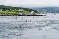 Seagulls hunting for fish at norwegian fjord in tidal current at Saltstraumen Royalty Free Stock Photo