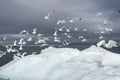 Seagulls on the iceberg