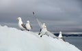 Seagulls on the iceberg