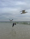 Seagulls inflight over the Gulf of Mexico