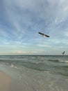 Seagulls inflight over the Gulf of Mexico