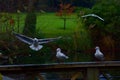 Seagulls flocking in the park