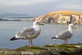 Seagulls on the irish coast