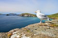 Seagulls on the irish coast of Dingle in Ireland.