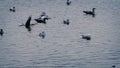 Seagulls Jostling For Food On The Water