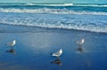 Seagulls at Jupiter Beach in Florida