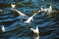 Seagulls Royalty Free Stock Photo