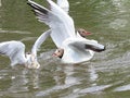 Seagulls on the lake are fighting for food. Survival of the strongest in the wild, preservation of the environment in Russia on