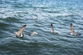 Seagulls on lake Sevan Royalty Free Stock Photo