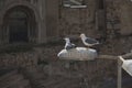 Seagulls on a lamp