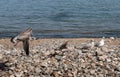 Seagulls Landing on Pebble Beach Royalty Free Stock Photo