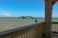 Key West Serenity - Seagulls Landing and Perching on Pier Railing by Ocean