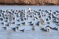 Seagulls Landing in Water Royalty Free Stock Photo