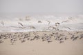 Seagulls (laridae) Royalty Free Stock Photo