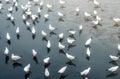 Seagulls, laridae bird in the water