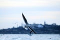 Seagulls in the Istanbul Strait with the silhouette of Topkap? Palace behind them Royalty Free Stock Photo