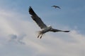 Seagulls live in the clouds. Royalty Free Stock Photo