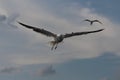 Seagulls live in the clouds. Royalty Free Stock Photo