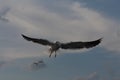 Seagulls live in the clouds.