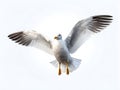 Seagulls live in flocks and prefer to forage in coastal or fresh water. Generative AI.