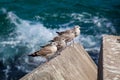 Seagulls in Llanes