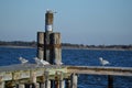 Seagulls Loitering on Pier