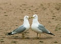 Seagulls love time