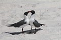 Laughing gulls in love as part of a mating ritual 