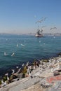 Seagulls and maidens Tower in Istanbul