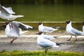 Seagulls on the march by a sidewalk path by a river Royalty Free Stock Photo