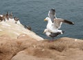 Seagulls mating 2 Royalty Free Stock Photo