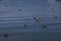 Seagulls mating in the sea Royalty Free Stock Photo