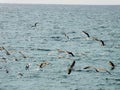 Seagulls in the Mediterranean Sea