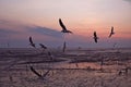 Seagulls migrate from Siberia, Mongolia, Tibet and China to Bang Pu, Samut Prakan Thailand. Royalty Free Stock Photo