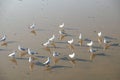 Seagulls migrate from Siberia, Mongolia, Tibet and China to Bang Pu, Samut Prakan Thailand. Royalty Free Stock Photo