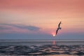 Seagulls migrate from Siberia, Mongolia, Tibet and China to Bang Pu, Samut Prakan Thailand. Royalty Free Stock Photo