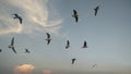 Seagulls migrate in Thailand Swallows Royalty Free Stock Photo