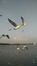 Seagulls migrate in Thailand Swallows Royalty Free Stock Photo