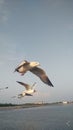 Seagulls migrate in Thailand Swallows Royalty Free Stock Photo