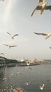 Seagulls migrate in Thailand Swallows Royalty Free Stock Photo